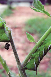 158WA-TomatoHornwormfeces_wikimedia-tozeuma_ur218-700×535