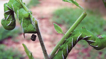 158WA-TomatoHornwormfeces_wikimedia-tozeuma_ur218-700×535