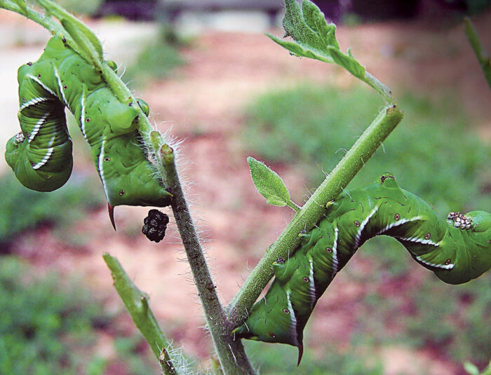 158WA TomatoHornwormfeces wikimedia tozeuma ur218 700x535 1