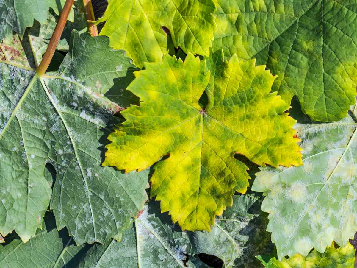 powdery mildew