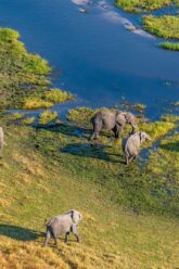 Moremi20Park_GettyImages-1157428187