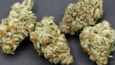 Unleash the Power Exploring the Finest THCA Flower Varieties