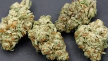 Unleash the Power Exploring the Finest THCA Flower Varieties