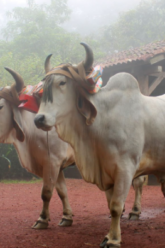 What Is Yoke in the Bible Meaning of Jesus’ Teaching