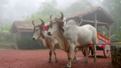 What Is Yoke in the Bible Meaning of Jesus’ Teaching