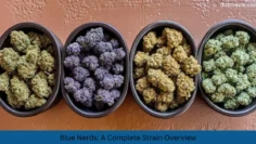 blue nerds a complete strain overview