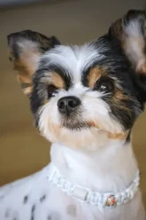 discover the charm of parti yorkies a comprehensive guide to this unique breed