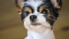 discover the charm of parti yorkies a comprehensive guide to this unique breed