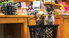 download_-_2024-06-24T093050.012