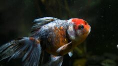 ge8b38caa660b145003b84d983c9da4deefb983a809dec002197912f40fbb40b7bf14d6d0d1596700c5a358ccad037017998049ab02843bebee53f06a241829b0_1280