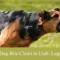 pursuing a dog bite claim in utah legal guidance