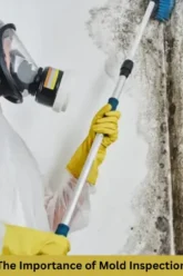 the importance of mold inspection