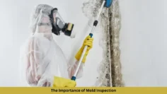 the importance of mold inspection