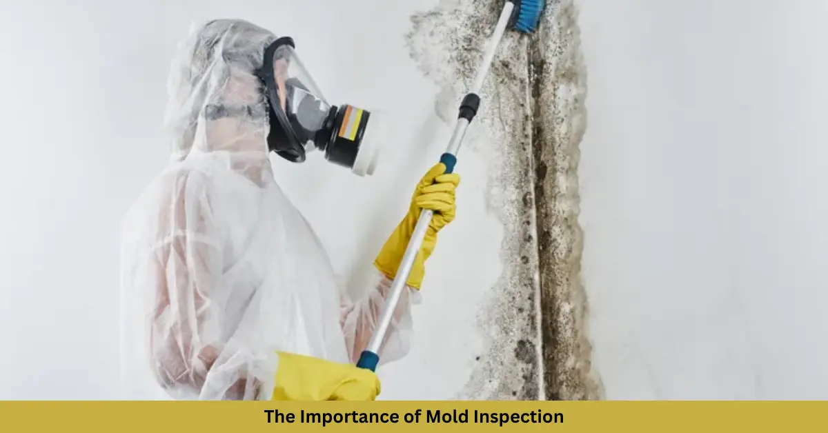 The Importance of Mold Inspection