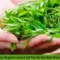 why you should buy organic loose leaf tea for the best natural tea experience
